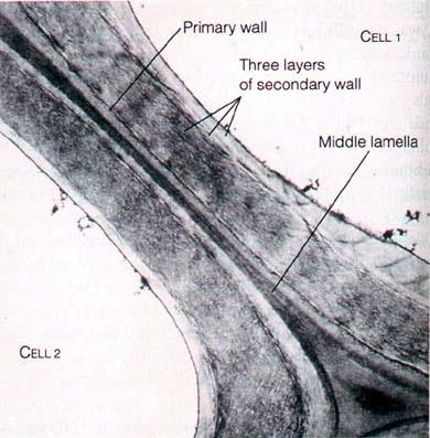 primary_secondary_cell_wall_middle_lamella1330138249714