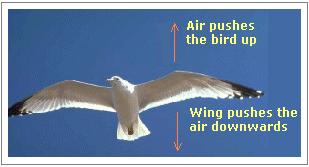flying-bird-newton-third-law-of-motion