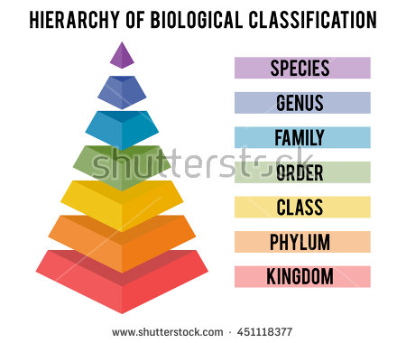 stock-vector-hierarchy-of-biological-classification-major-taxonomic-ranks-classification-system-by-carl-451118377
