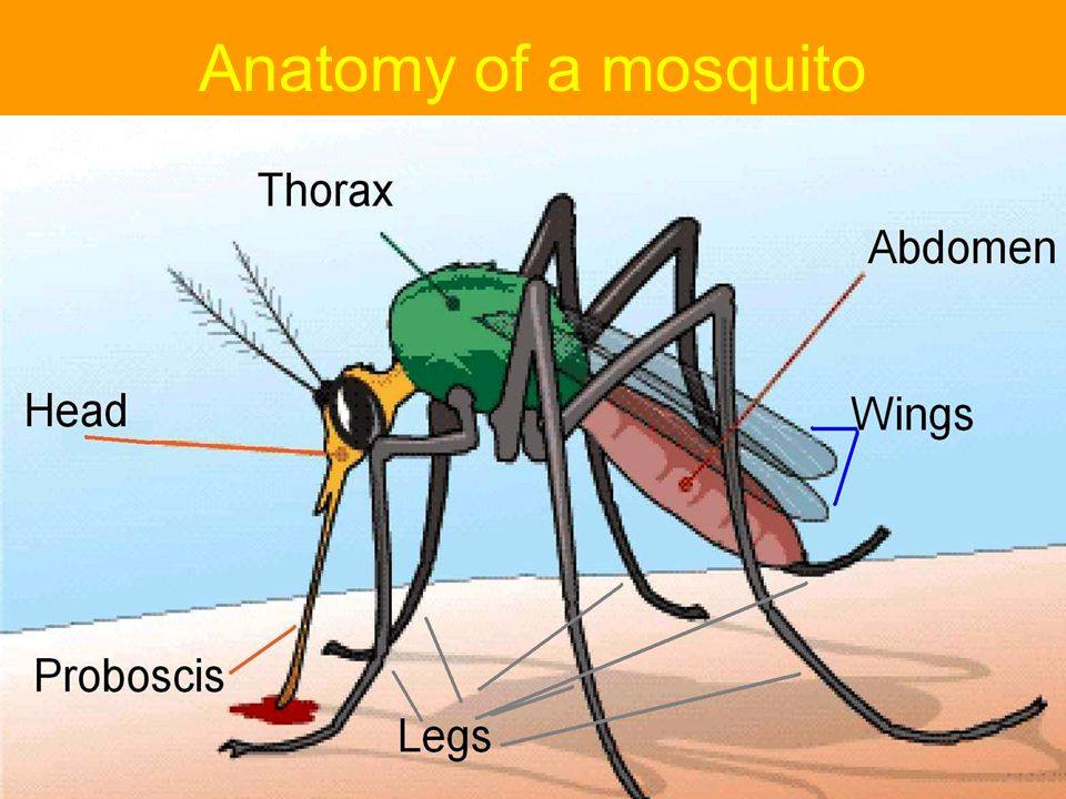 mosquito-anatomy